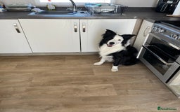 Border Collie dogs for sale: New home for max  - Image 1