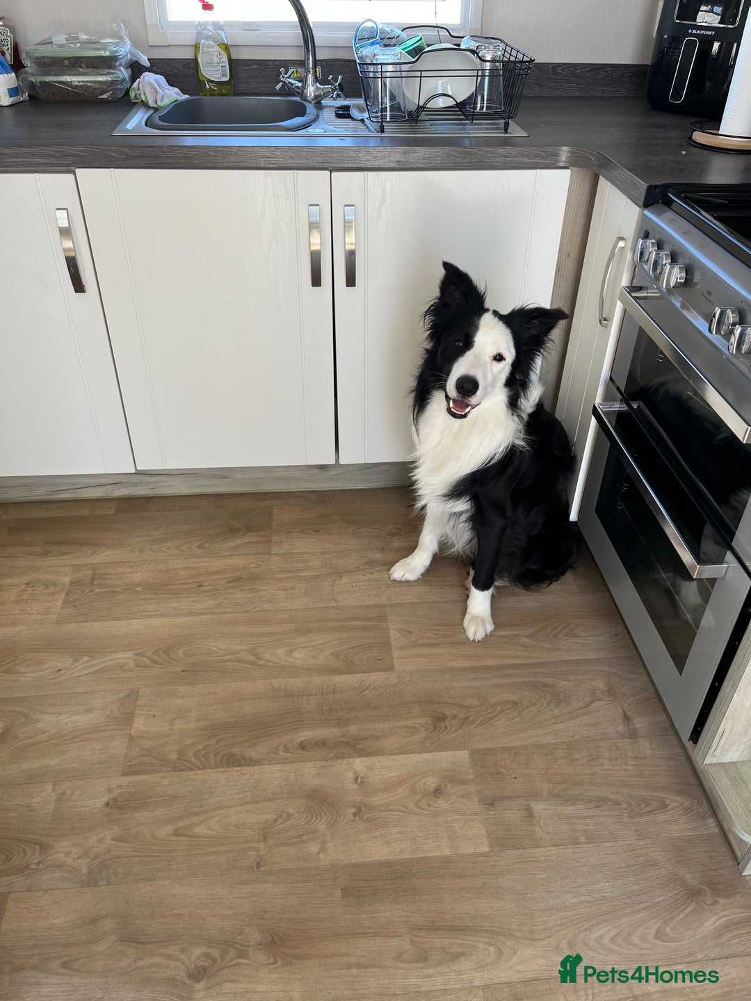 Border Collie dogs for sale: New home for max  - Image 1