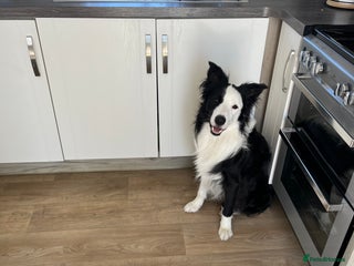 Border Collie dogs - Advert 1