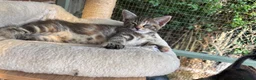 Maine Coon cats for sale:  READY TODAY Maine Coon Kittens - Advert 11