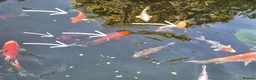 Koi Carp fish for sale: Koi carp  - Advert 4