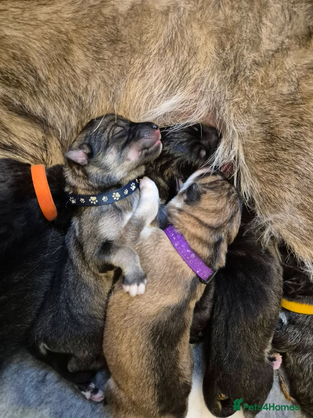 Northern Inuit dogs for sale: Timber Dog Puppies  - Advert 7