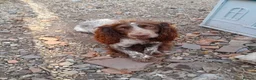 Sprocker dogs for sale: Sprocker puppies for sale  in Chelmsford - Advert 8