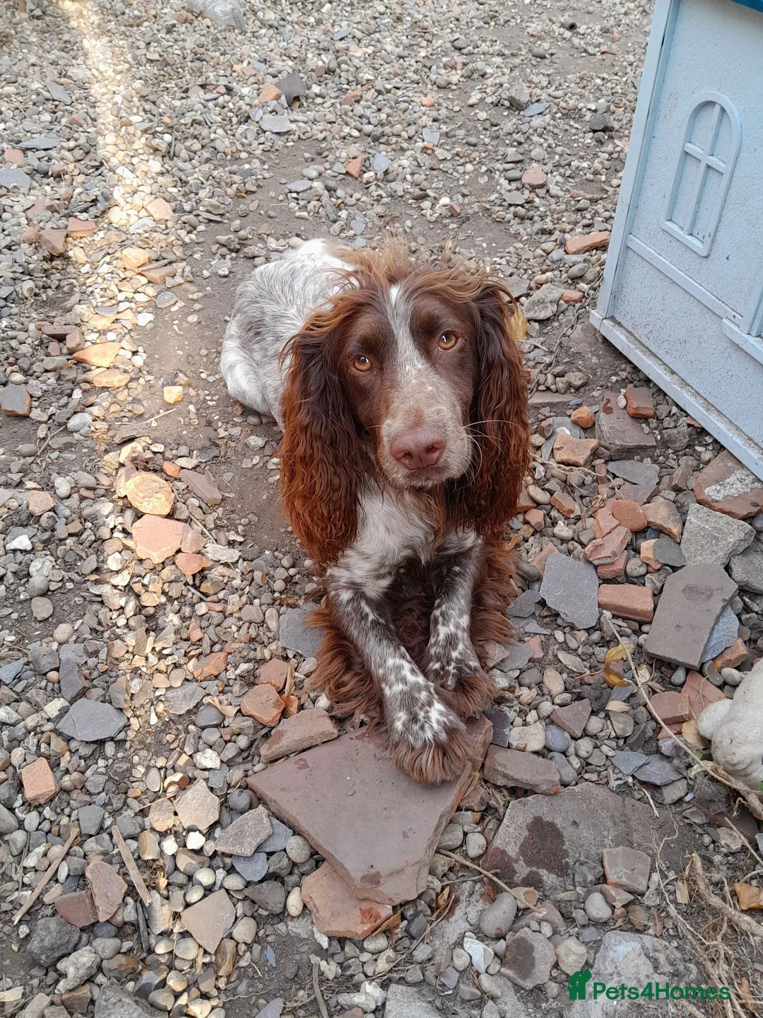 Sprocker dogs for sale: Sprocker puppies for sale  in Chelmsford - Advert 8
