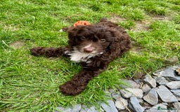 Cockapoo dogs for sale: Vet checked stunning Chocolate Cockapoo boy ready  - Image 3