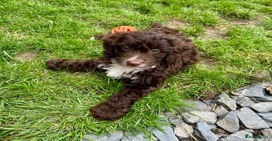 Cockapoo dogs - Advert 12
