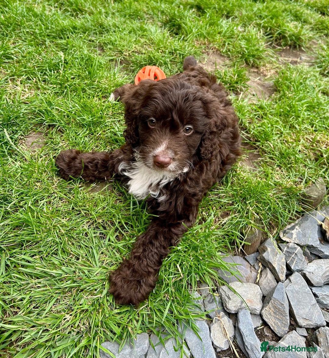 Cockapoo dogs for sale: Vet checked stunning Chocolate Cockapoo boy ready  - Image 3