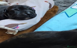 Mixed Breed dogs for sale: Beautiful Collie x K.C Staffy Pups  - Image 5
