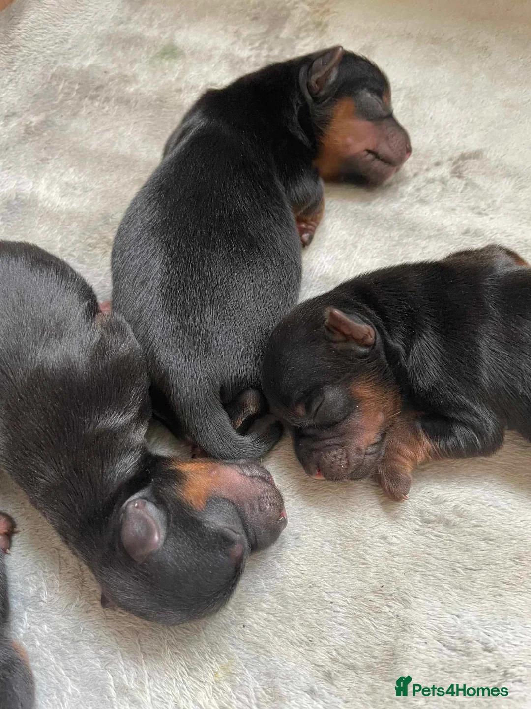 Yorkshire Terrier dogs for stud: PROVEN KC reg 2.5kg experienced STUD boy in Newton-le-Willows - Advert 22