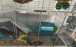 Rat rodents for sale: Two 6 months old male rats - Image 10