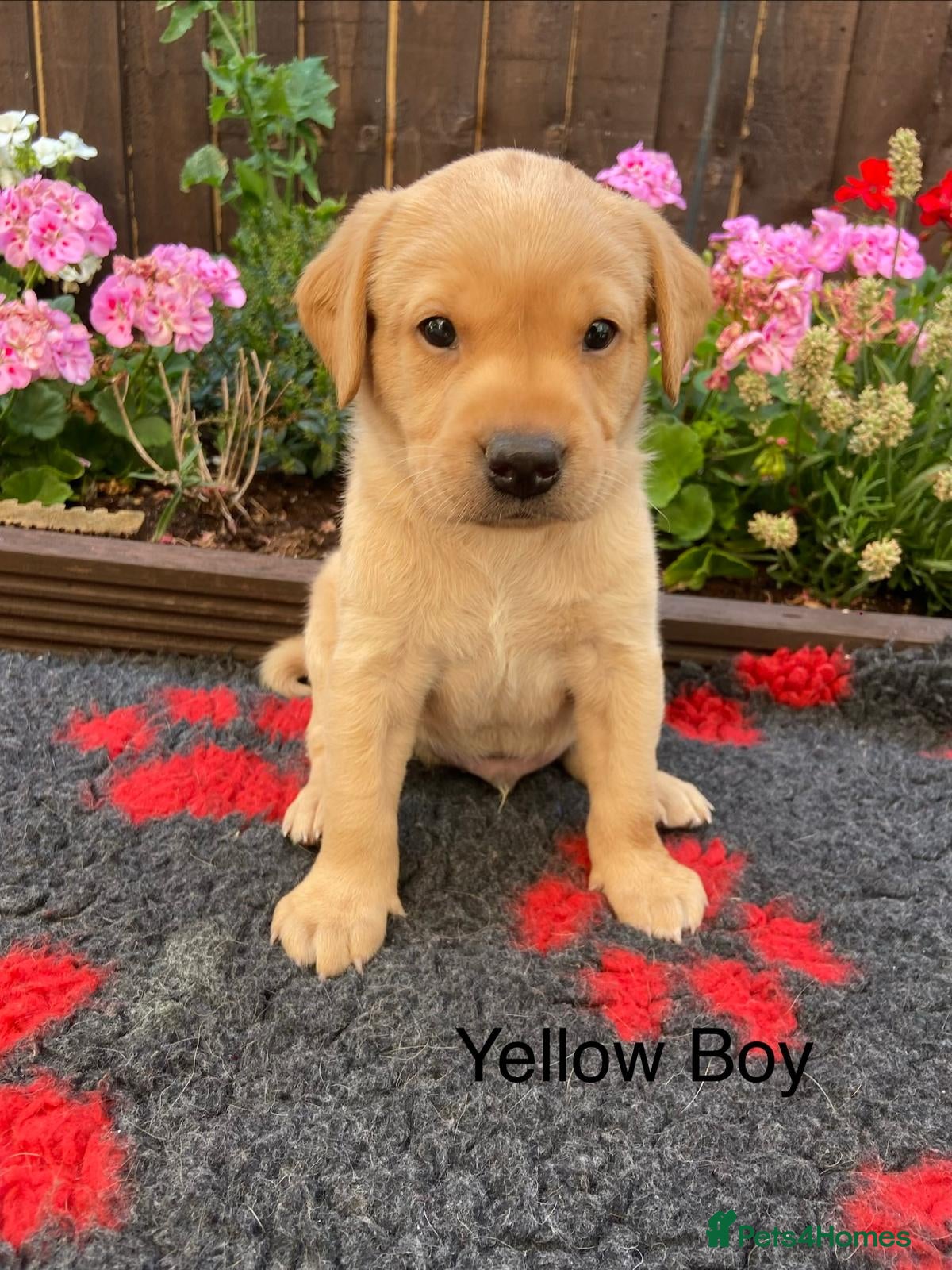 Labrador Retriever dogs FTCh Gunnerspeg Gambler × Greenbriar Tanzanite - Advert 1