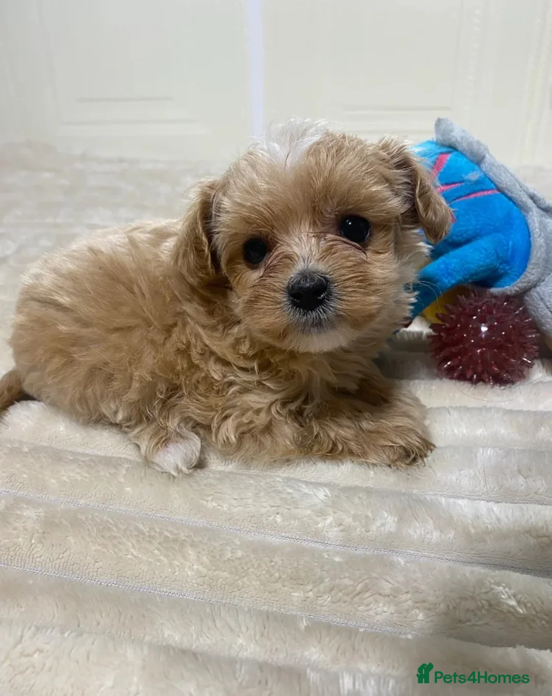Maltipoo dogs for sale: Maltipoo puppies looking for loving homes  in Manchester - Advert 4