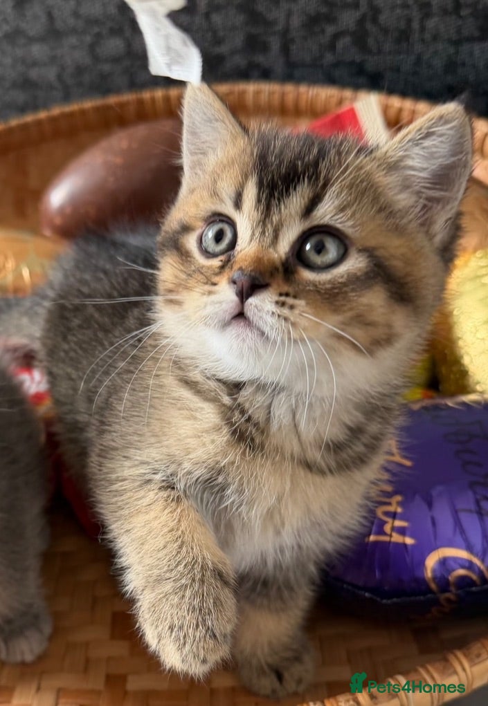 Scottish Fold cats Champion bloodlines Scottish Fold/Straight Kittens - Advert 8