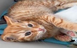 Domestic Shorthair cats for sale: Kittens looking for forever home.  - Image 21
