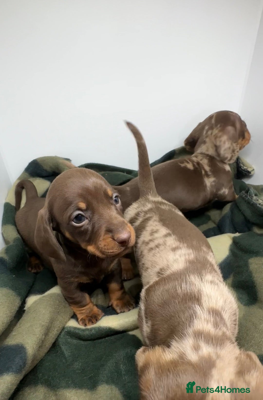 Miniature Dachshund dogs for sale: 3 Champion Line KC Miniature Dachshund Puppies  - Advert 5
