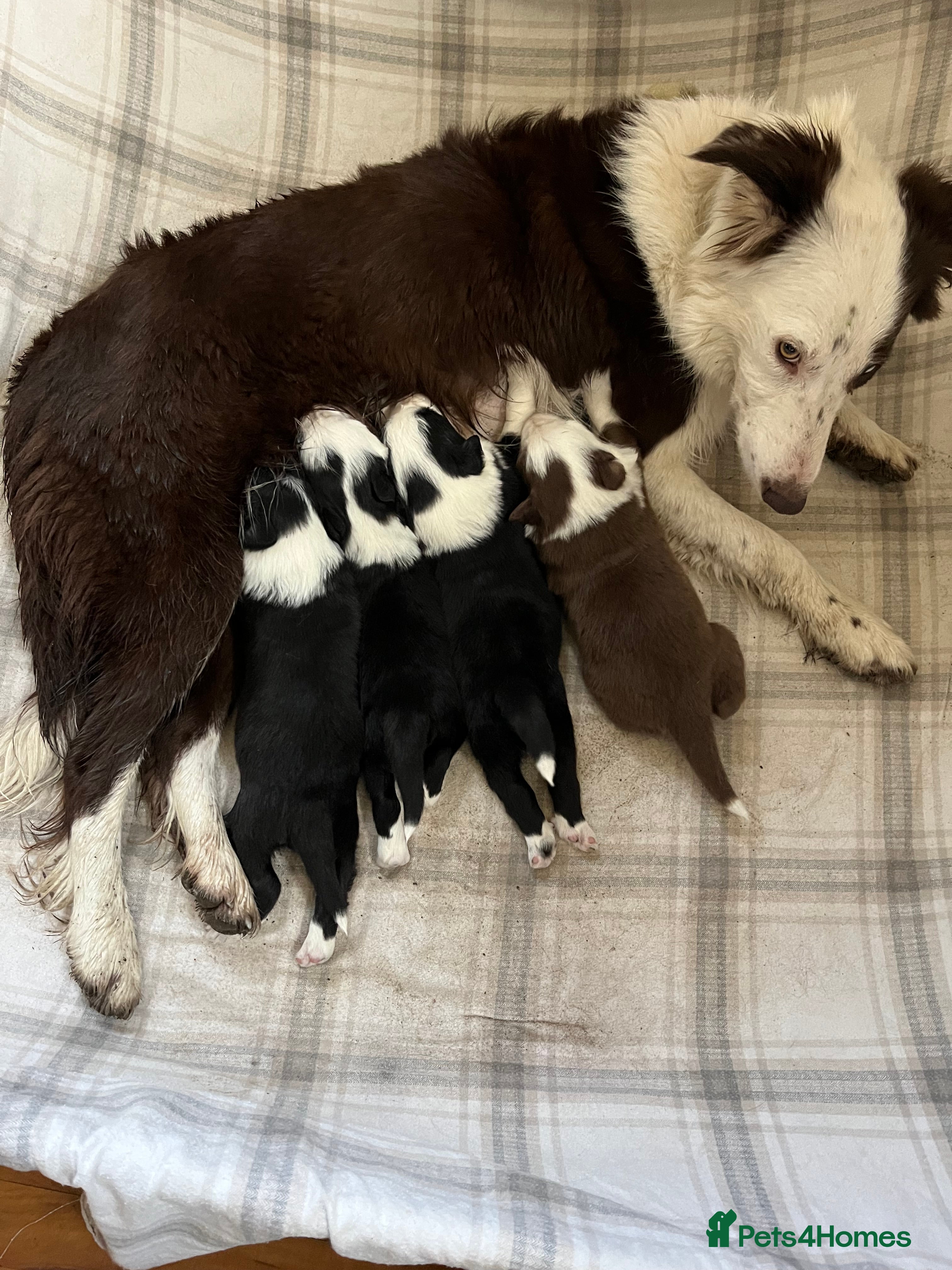 Border Collie dogs Cornmill Farm Border Collies  in Bradford - Advert 4