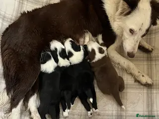 Border Collie dogs Cornmill Farm Border Collies in Bradford - Advert 2