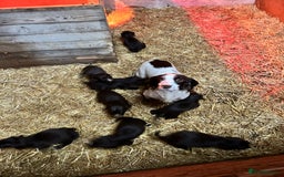 Sprocker dogs for sale: Beautiful F1 Sprockers - Image 1