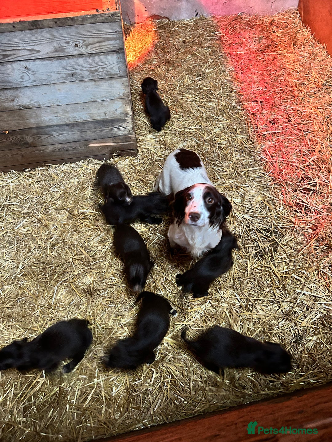 Sprocker dogs for sale: Beautiful F1 Sprockers - Image 1