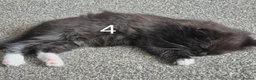British Longhair cats for sale: Litter of 6 kittens - Advert 22
