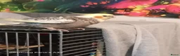 Cockatiels birds for sale: 2  5 month cocktails male and female in Croydon - Advert 4