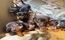 Australian Kelpie dogs for sale: Australian Kelpie puppies  - Image 1