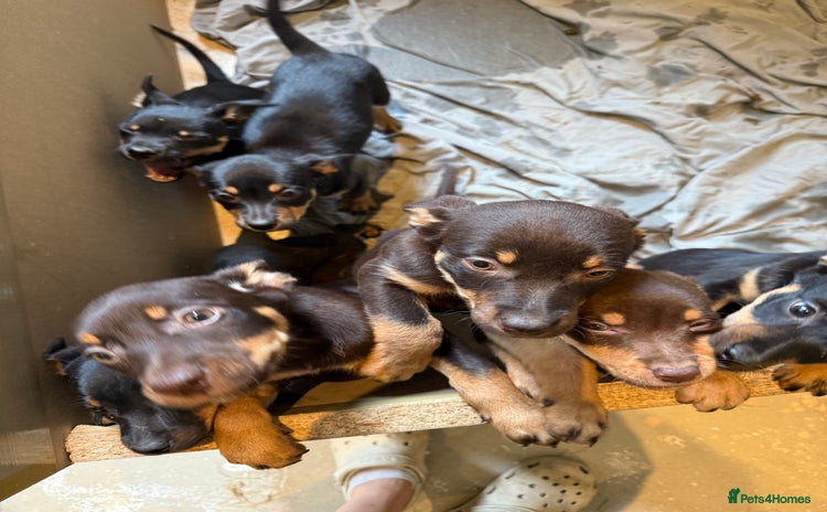 Australian Kelpie dogs - Advert 12
