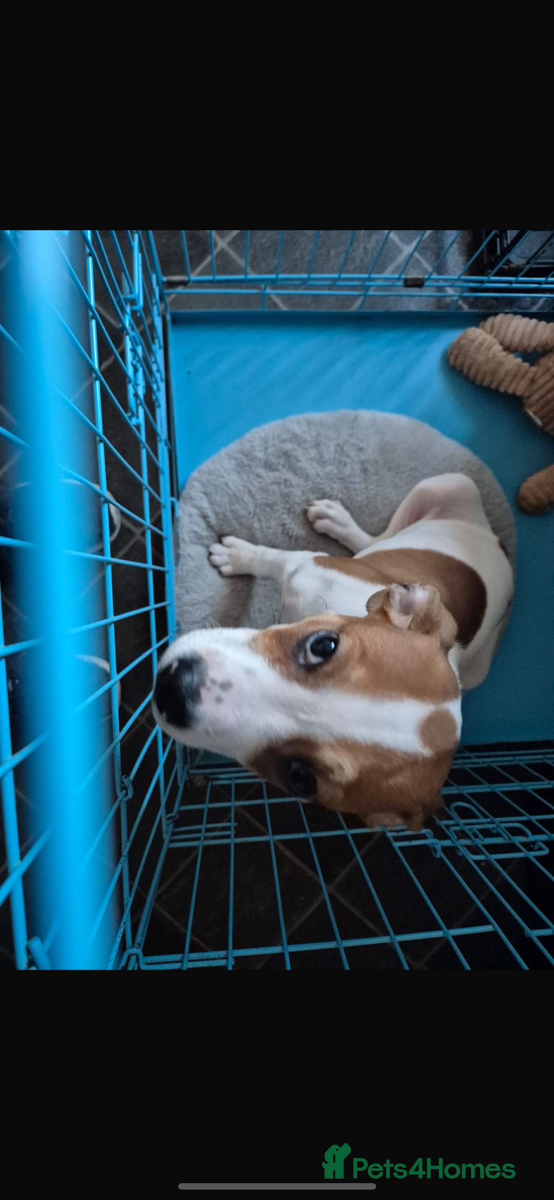 Mixed Breed dogs for sale: Jack Russell puppy for rehome plz read  - Advert 2