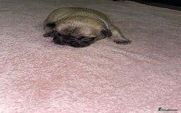 French Bulldog dogs for sale: 7 beautiful male French bull dog pups - Image 24