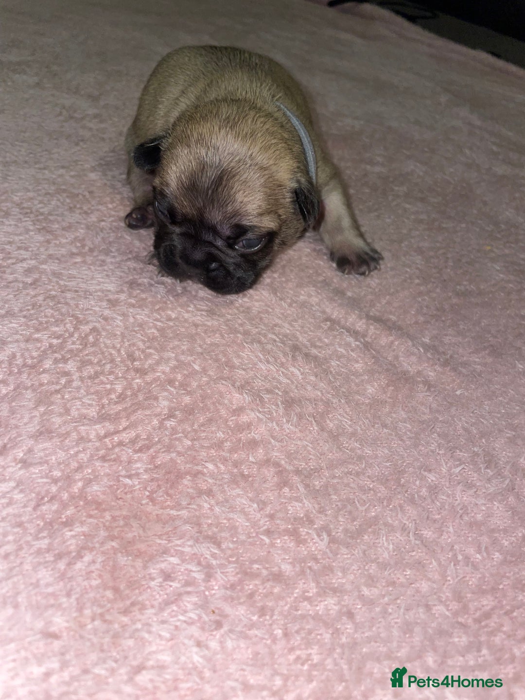 French Bulldog dogs for sale: 7 beautiful male French bull dog pups - Image 24