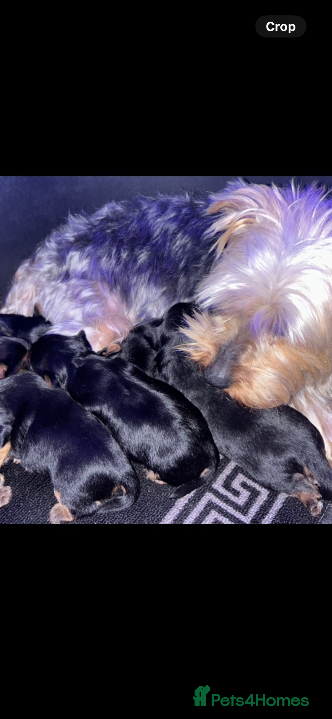 Yorkshire Terrier dogs for sale: Beautiful Yorkshire terrier puppy’s  - Image 11