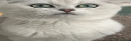 Scottish Fold cats for sale: Scottishfold male - Advert 4