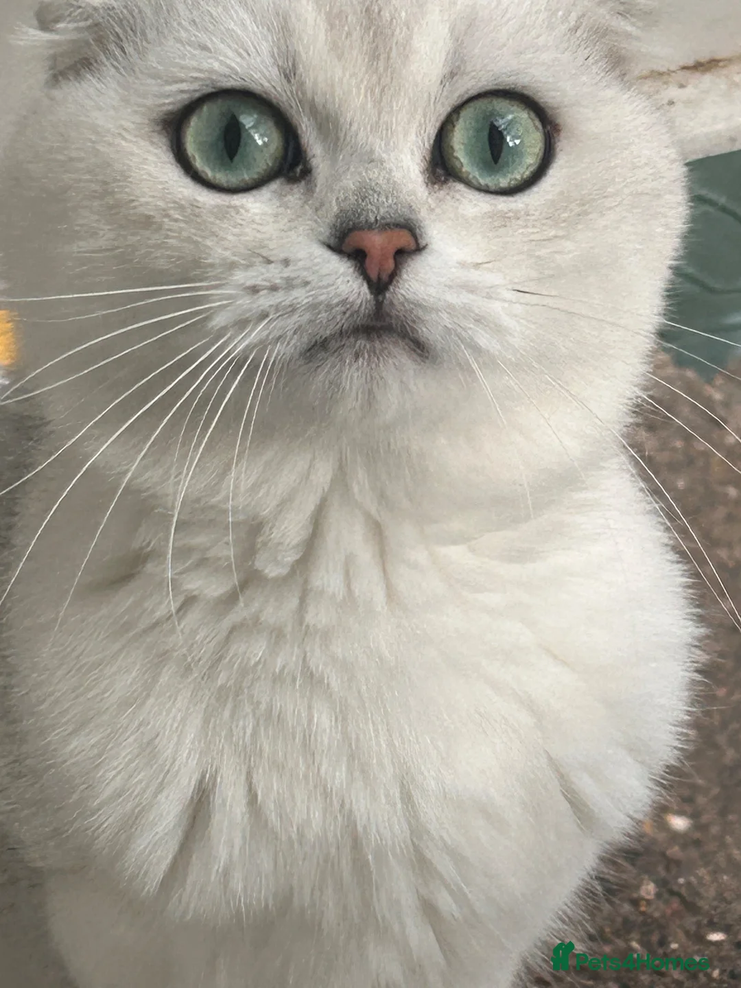 Scottish Fold cats for sale: Scottishfold male - Advert 4