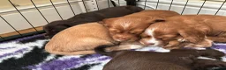 Cocker Spaniel dogs for sale: Pedigree Working Cocker Spaniels 2 boys available - Advert 6