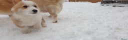 Welsh Corgi Pembroke dogs for sale: Exceptional Corgi Puppies ready now!!! - Advert 3