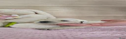 Golden Retriever dogs for sale: KC Registered Showline Golden Retriever Puppies - Advert 3