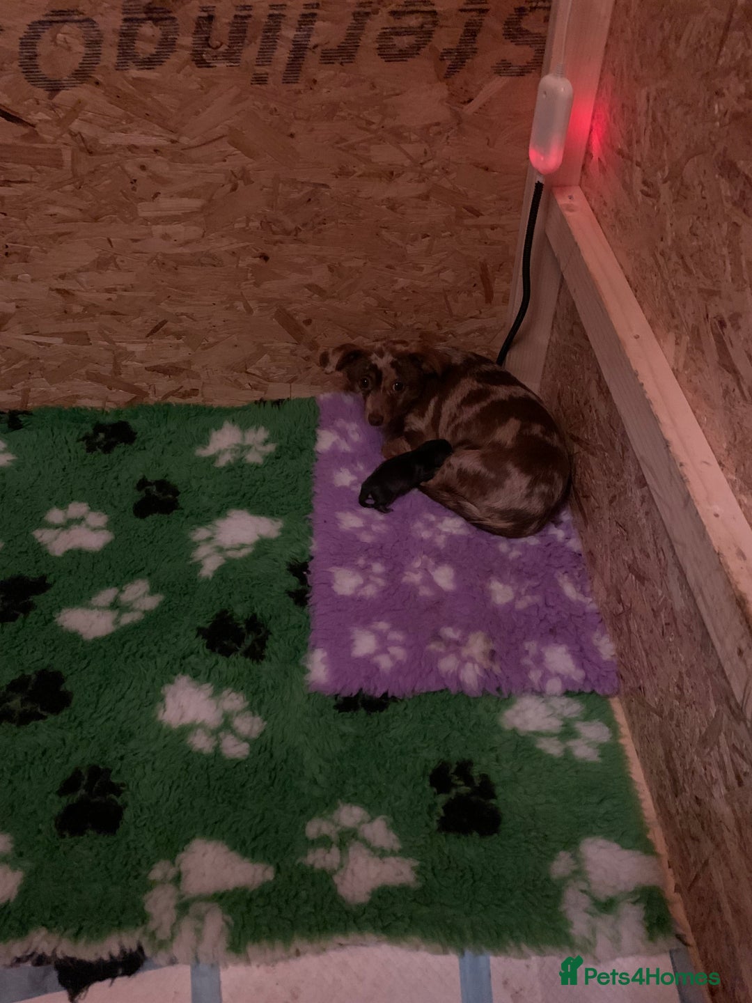 Mixed Breed dogs for sale: Dax Dachshund/Jack Russell  - Image 4