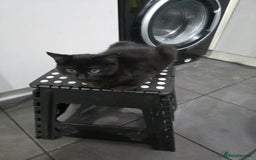 Mixed Breed cats for sale: British Short hair mixed breeds  - Advert 15