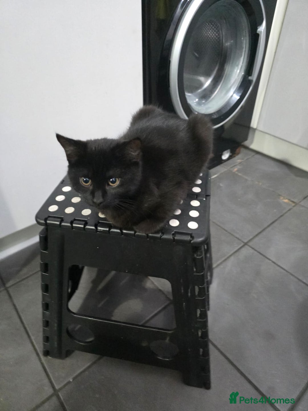 Mixed Breed cats for sale: British Short hair mixed breeds  - Advert 15