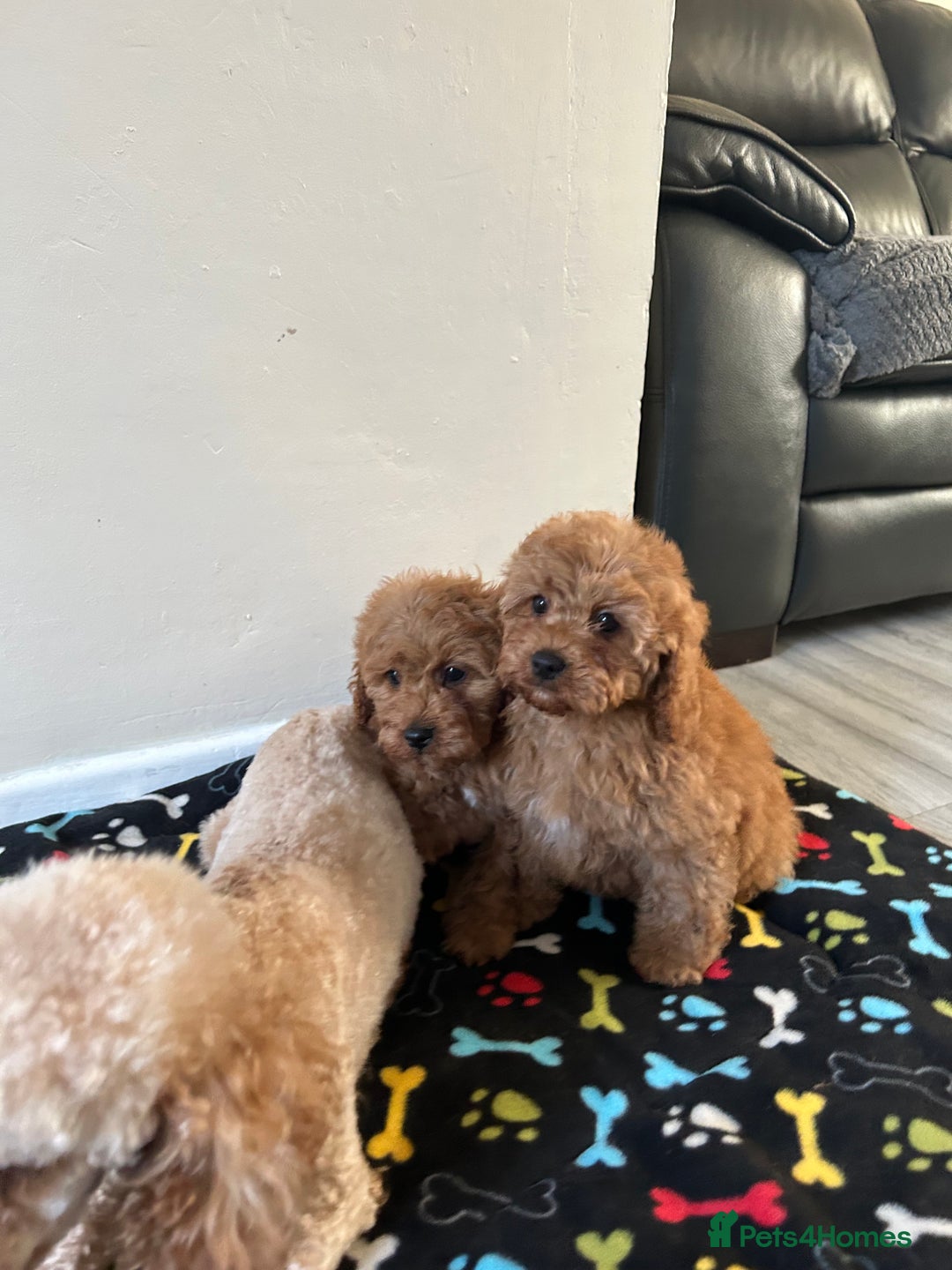 Cavapoo dogs for sale: Cavapoo puppies for sale  - Image 11