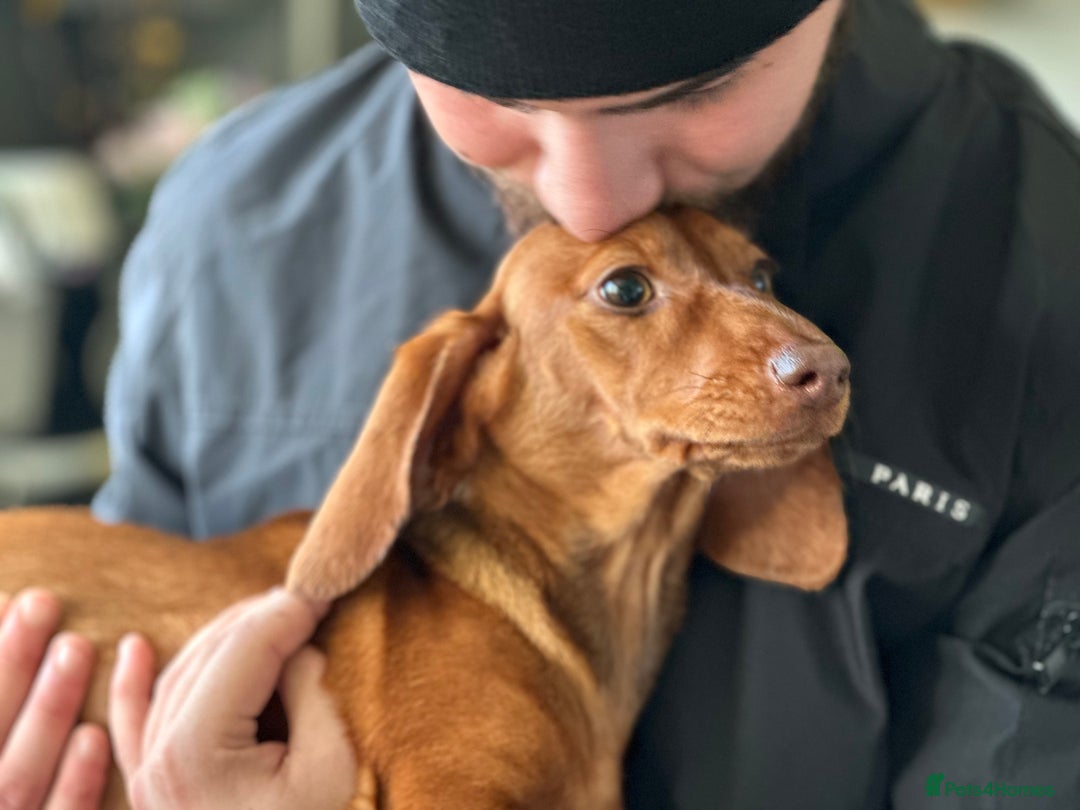 Dachshund dogs for sale: Our beautiful Foxy is looking for a family - Advert 3