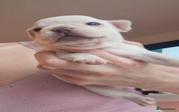 French Bulldog dogs for sale: Chunky french bulldog - Image 12