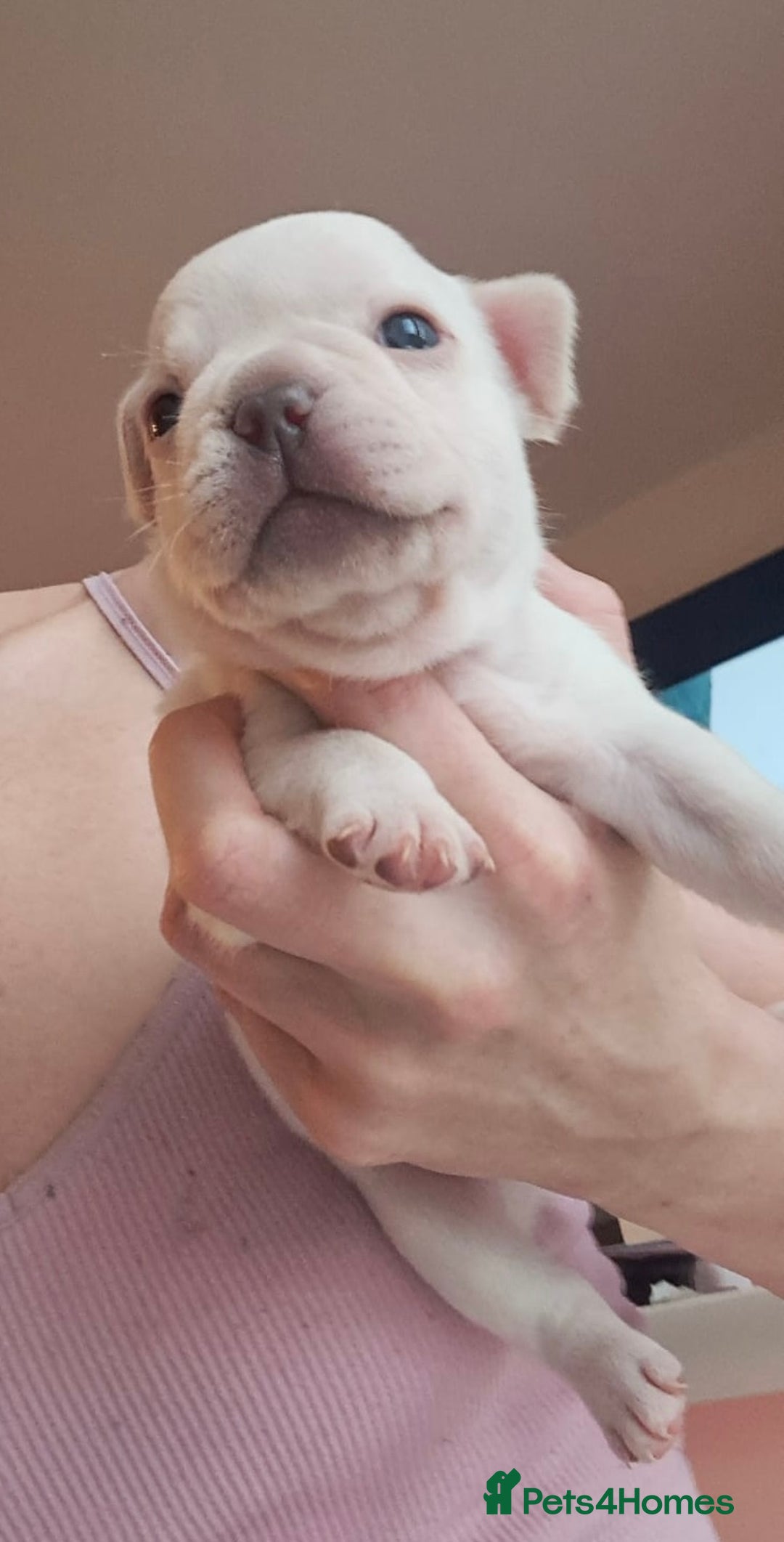 French Bulldog dogs for sale: Chunky french bulldog - Image 12