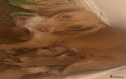 Cocker Spaniel dogs for sale: Cocker spaniel puppies - Image 7