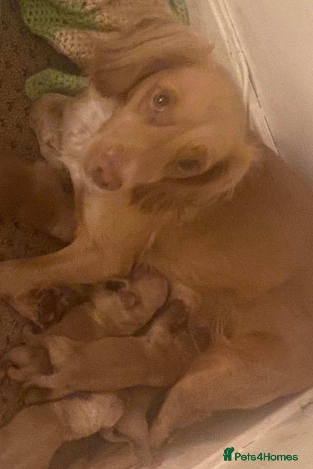 Cocker Spaniel dogs for sale: Cocker spaniel puppies - Image 7