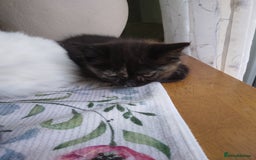 Mixed Breed cats for sale: Scottish fold cross kitten  - Image 9