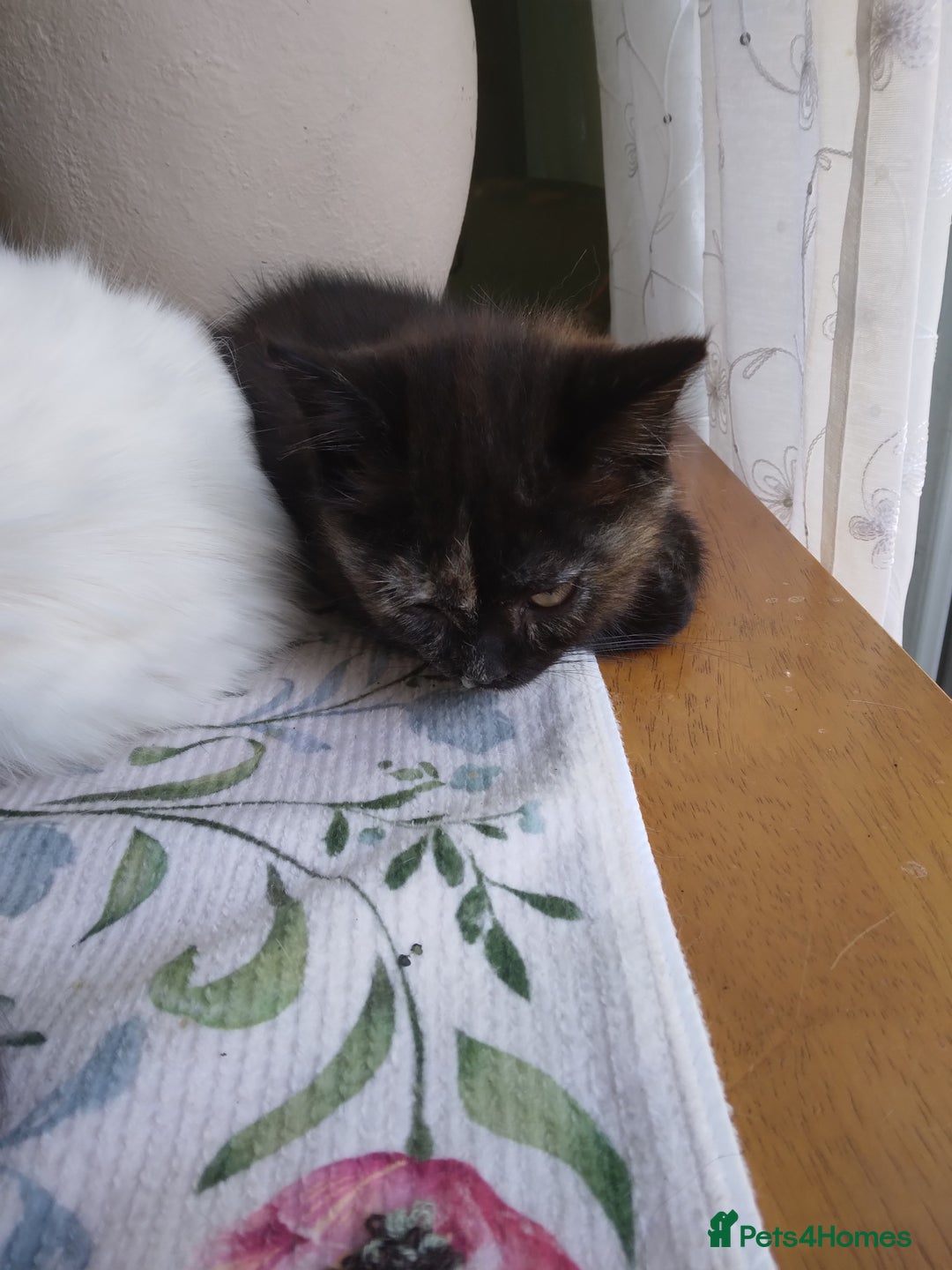 Mixed Breed cats for sale: Scottish fold cross kitten  - Image 9