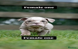English Bulldog dogs for sale: English bulldog pups for sale  - Image 14