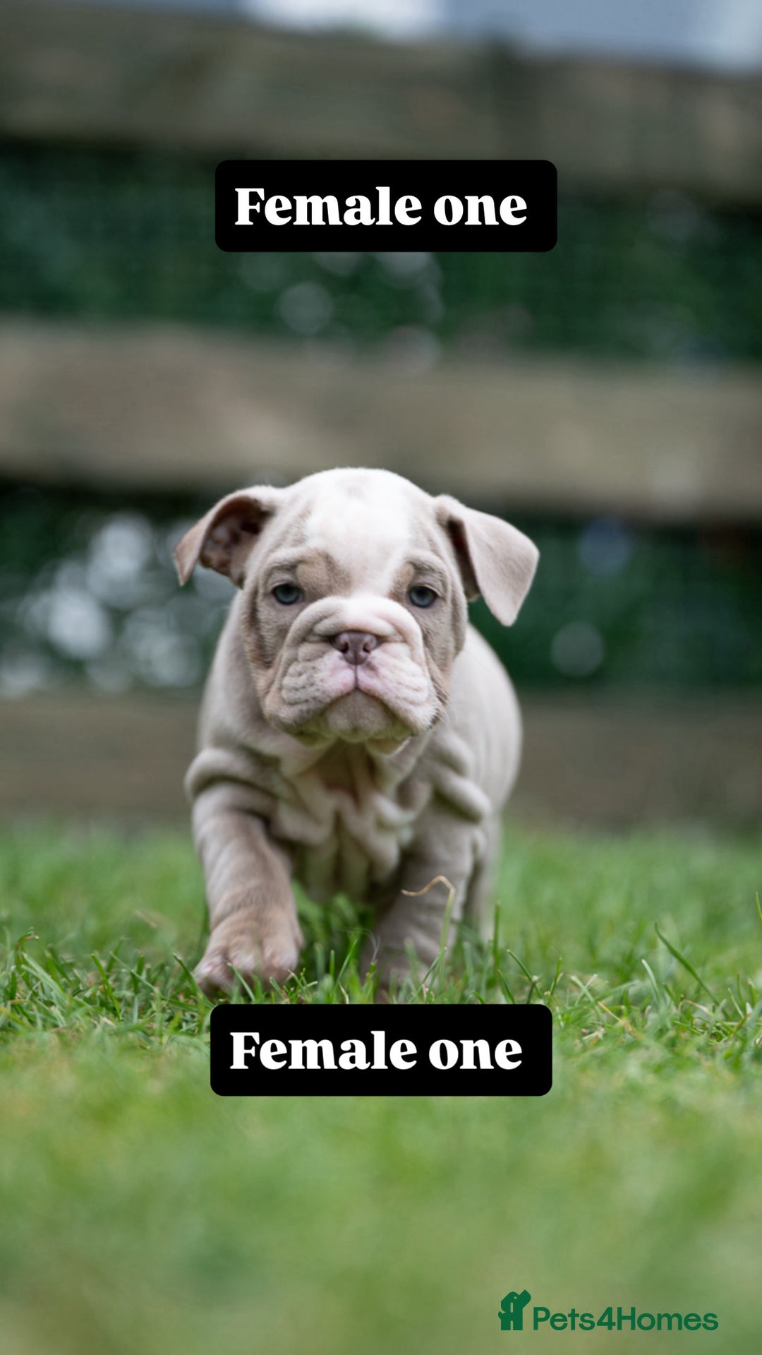 English Bulldog dogs for sale: English bulldog pups for sale  - Image 14