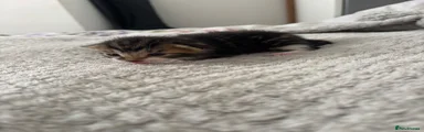 Tabby Boy 3